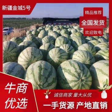 【精选】新疆金城5号西瓜，瓜瓤细脆，个大耐运输，全国发货