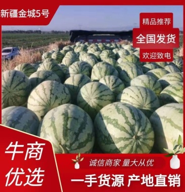 [金城5号西瓜批发]【优选】新疆金城5号西瓜，瓜瓤细脆，个大耐运输，全国发货价格0.80元/斤 - 一亩田