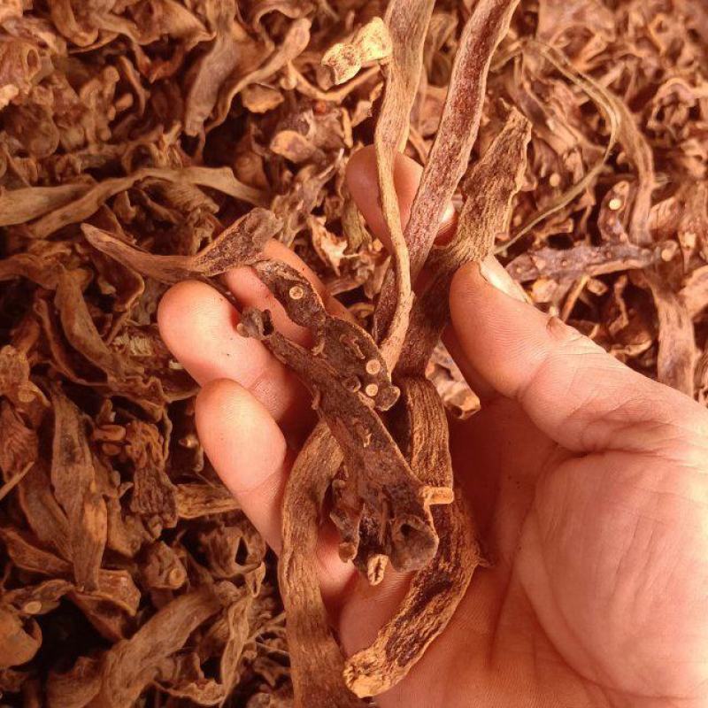 骨碎补