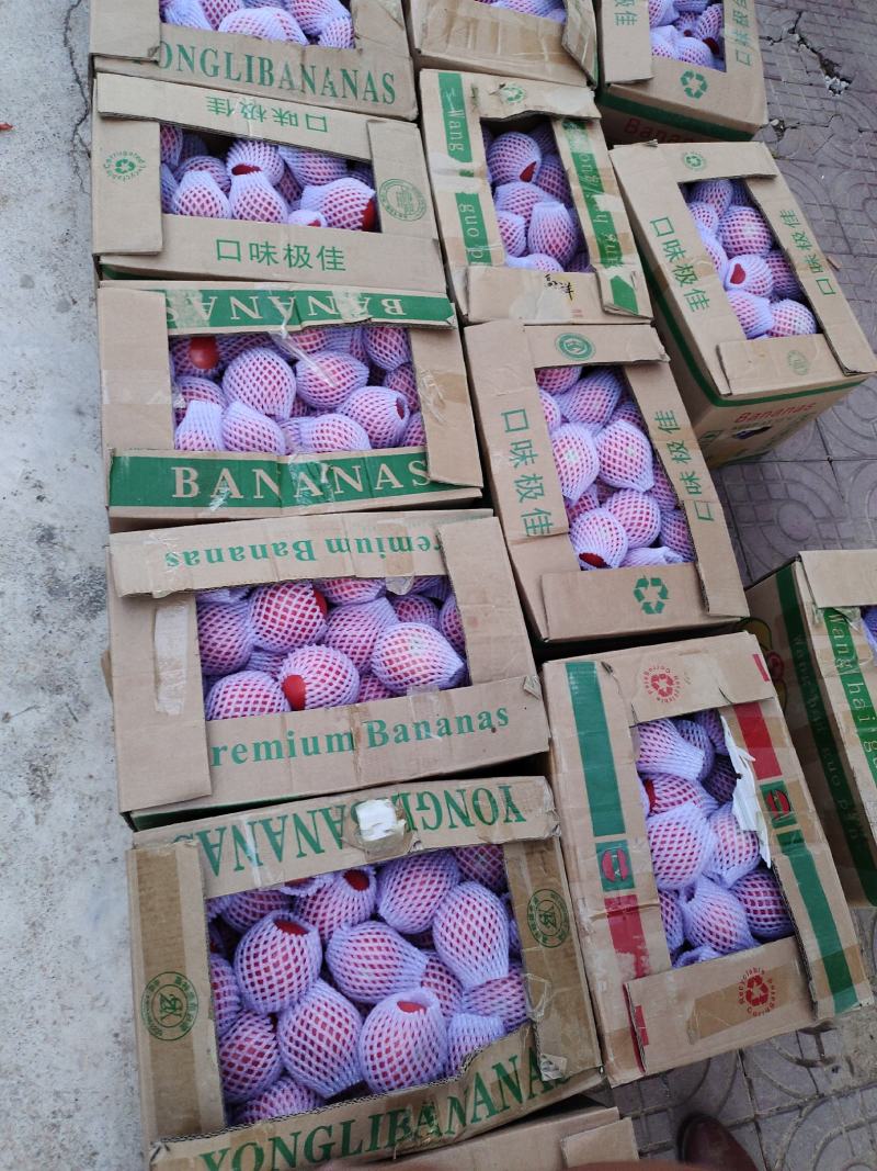 大量供应精品水果西红柿、普罗旺斯欢迎各位老板下单