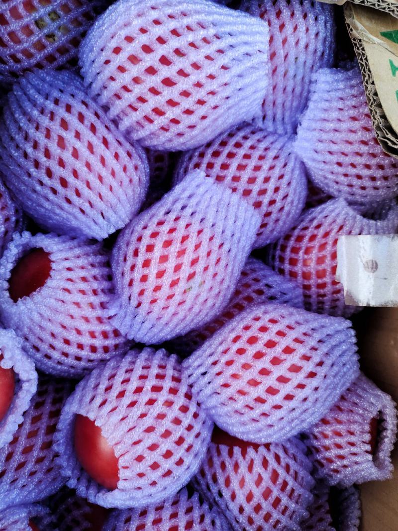 大量供应精品水果西红柿、普罗旺斯欢迎各位老板下单