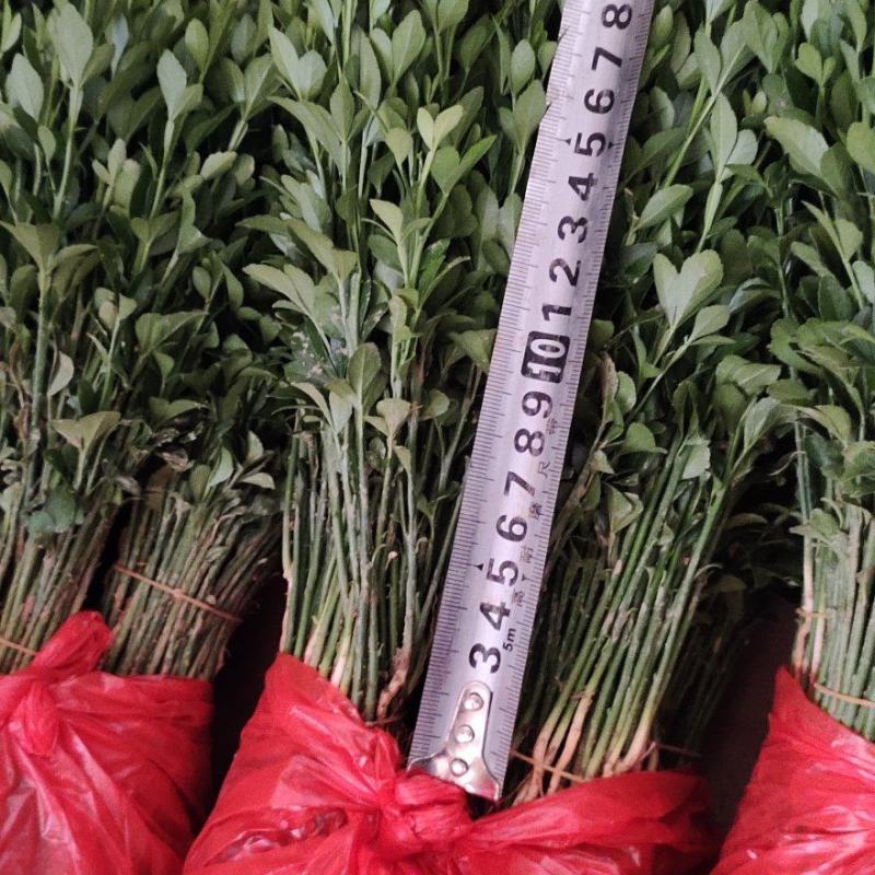 销售产品枳壳小苗，广西桂林中园绿化果苗基地，