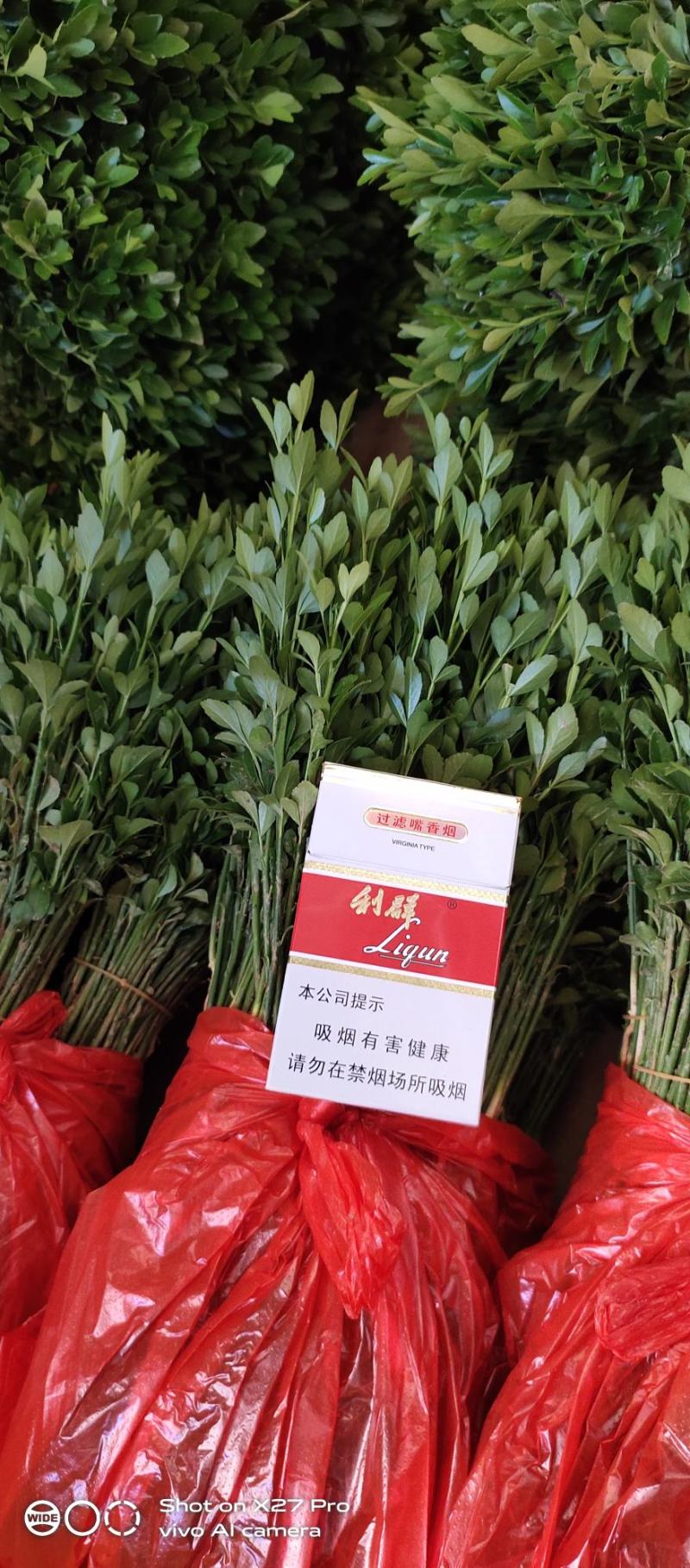 销售产品枳壳小苗，广西桂林中园绿化果苗基地，