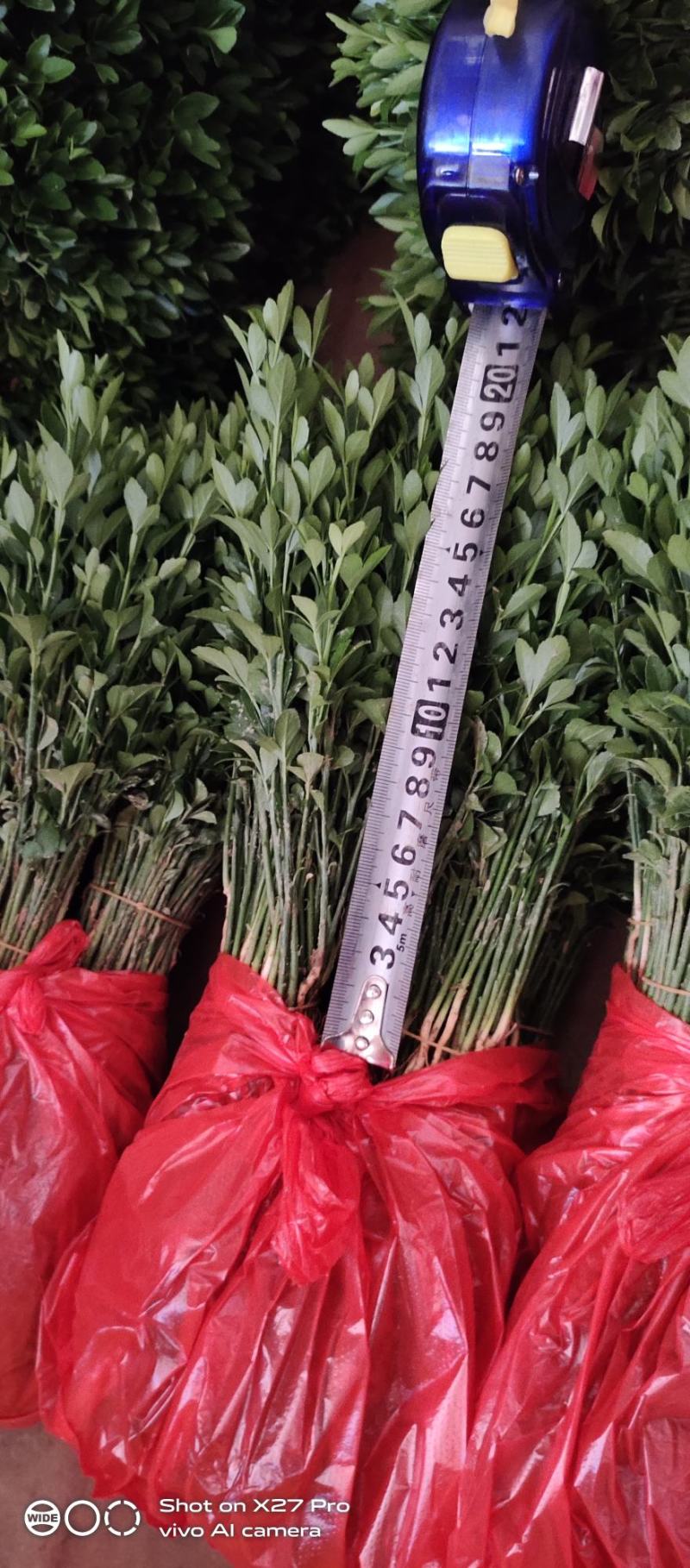 销售产品枳壳小苗，广西桂林中园绿化果苗基地，
