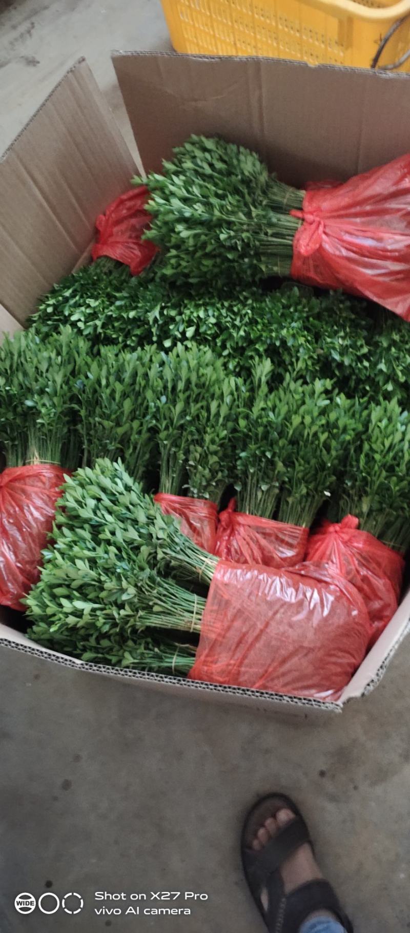 销售产品枳壳小苗，广西桂林中园绿化果苗基地，