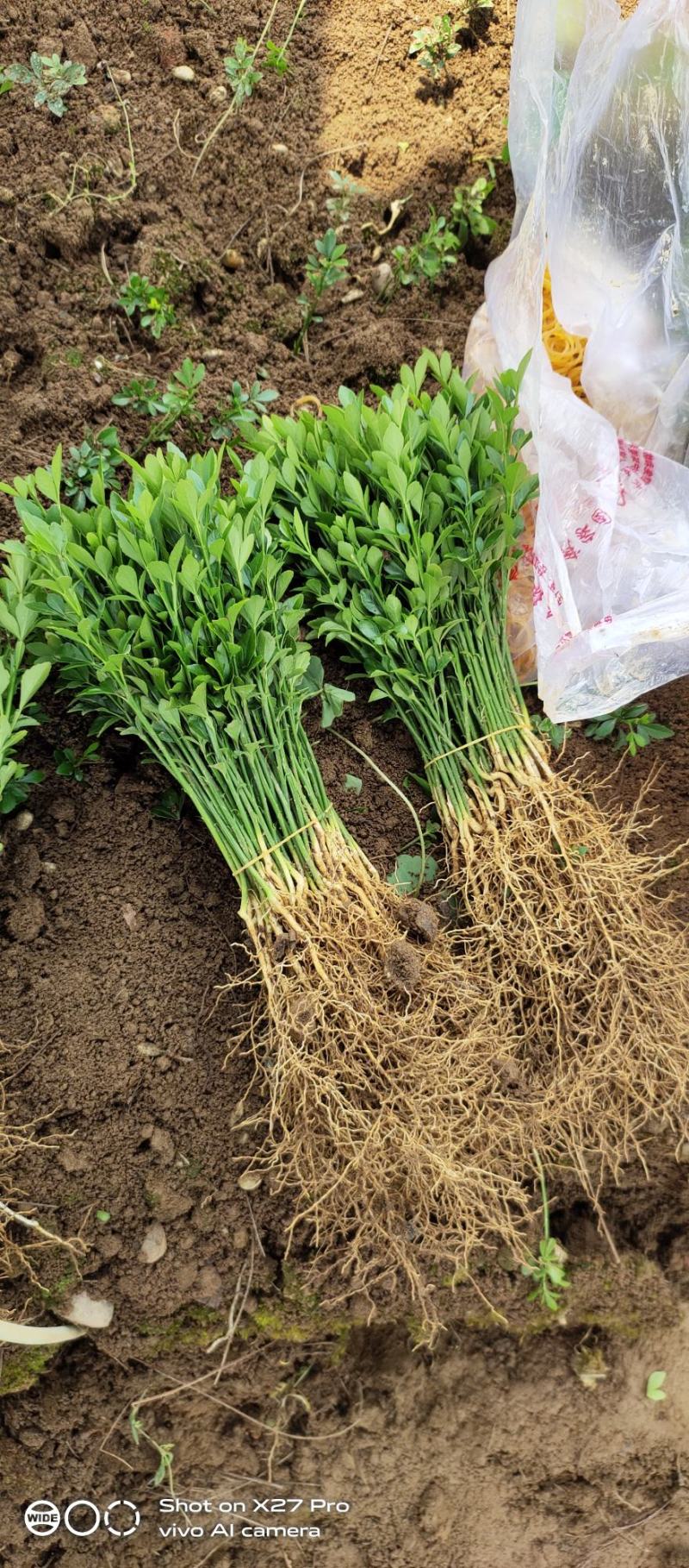 销售产品枳壳小苗，广西桂林中园绿化果苗基地，