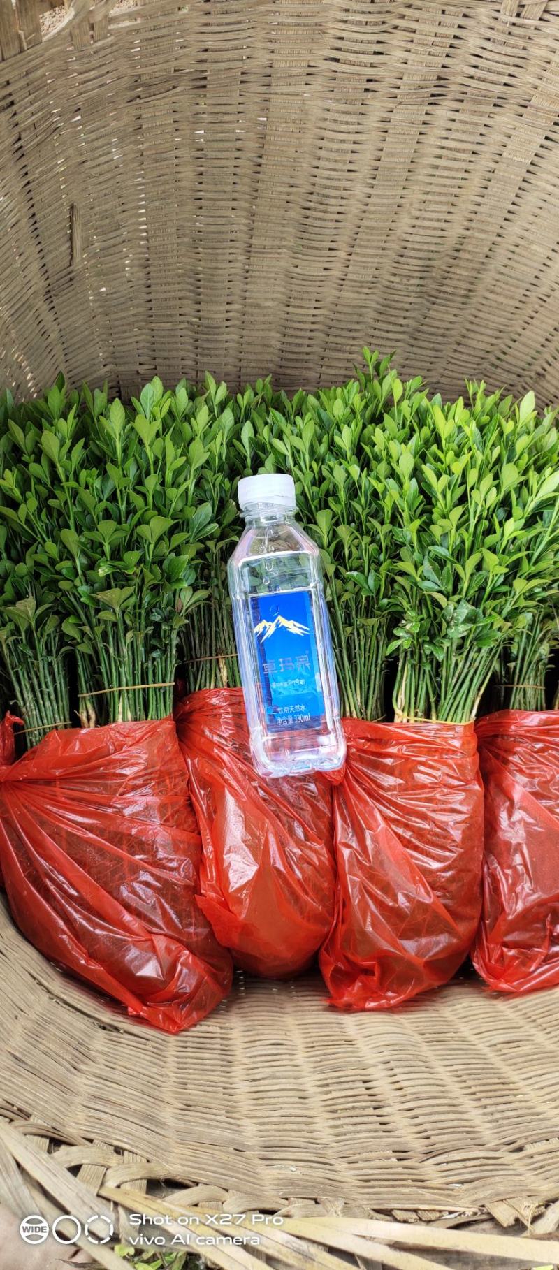 销售产品枳壳小苗，广西桂林中园绿化果苗基地，
