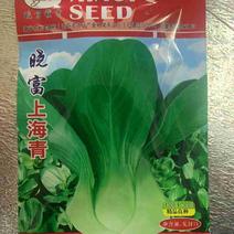 晓富上海青小白菜种子，40克，耐寒耐热耐湿