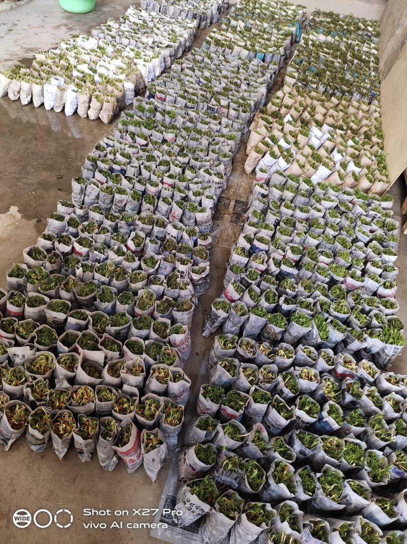 广西毛桃树苗30cm以下规格齐全成活率高欢迎老板购买