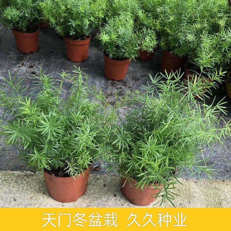 天门冬盆栽中草药苗武竹天冬草明天冬四季常青室内垂吊
