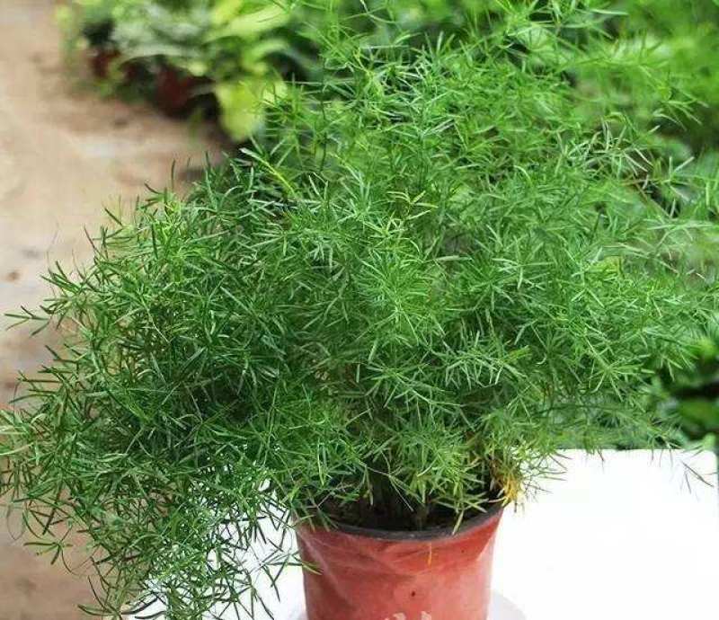 天门冬盆栽中草药苗武竹天冬草明天冬四季常青室内垂吊