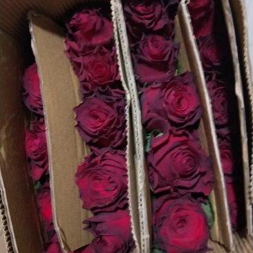 玫瑰花