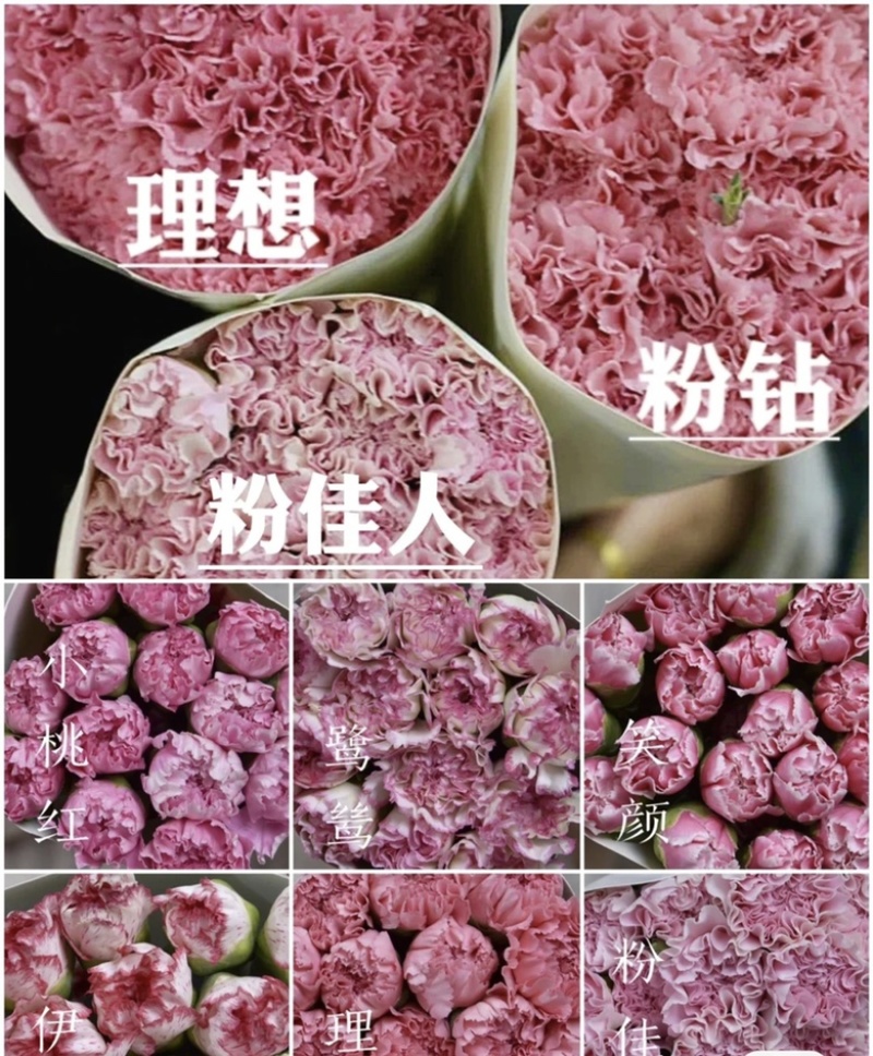 精品康乃馨，昆明鲜花基地直销批发，货源充足！