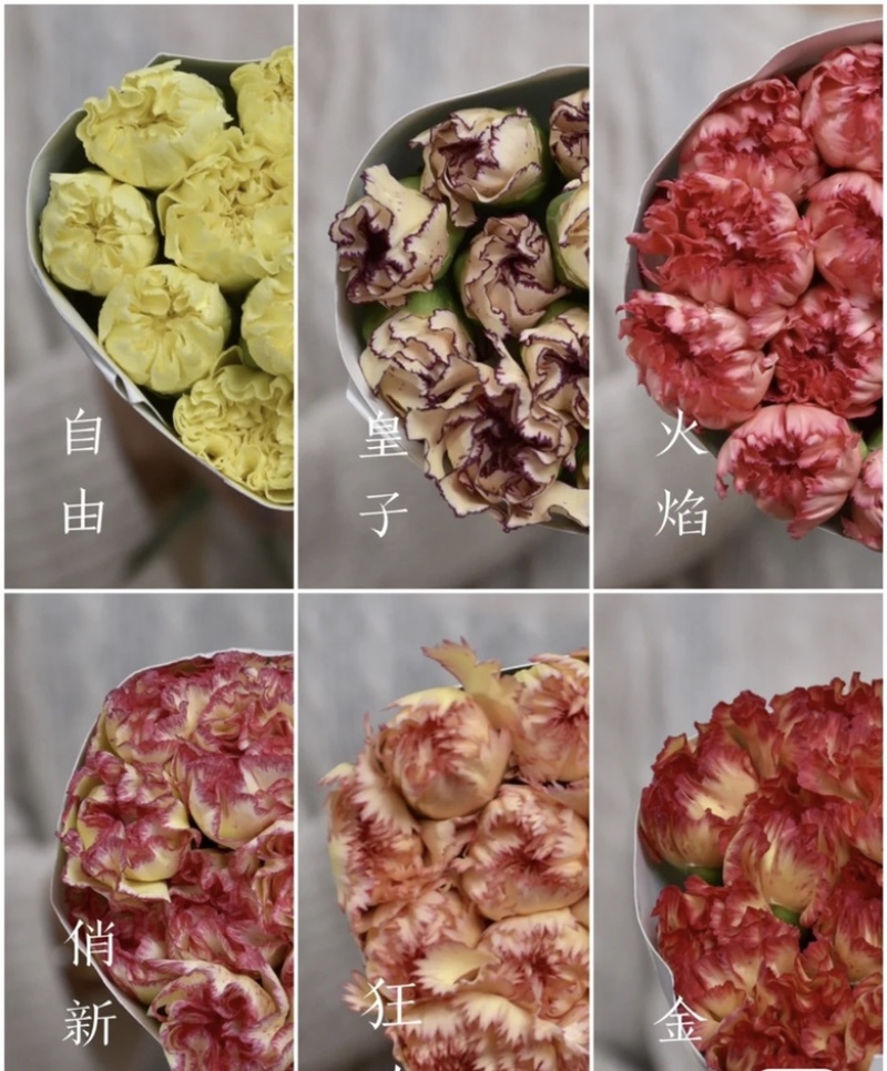 精品康乃馨，昆明鲜花基地直销批发，货源充足！