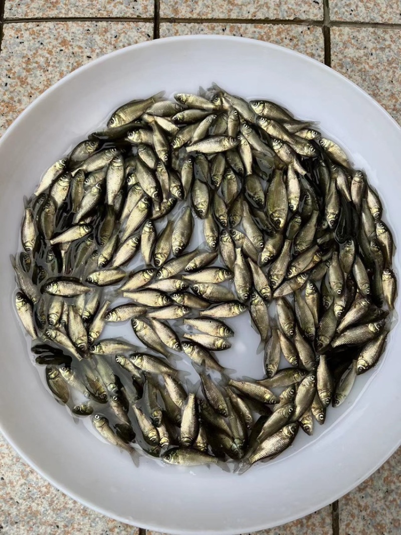 优质鲫鱼苗中科5号鲫鱼苗淡水湘云鲫彭泽鲫鱼高背鲫鱼广州