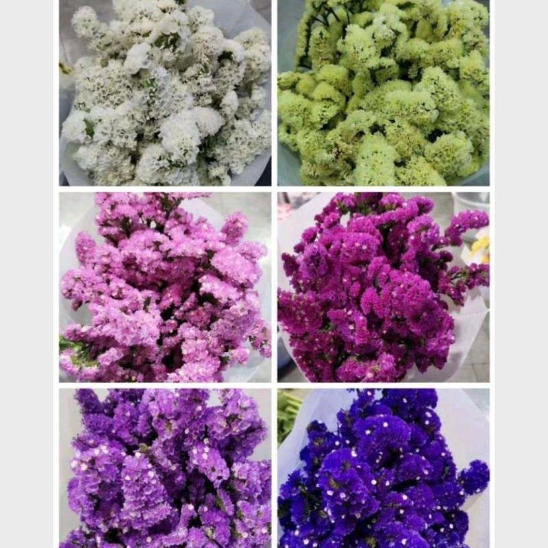 勿忘我鲜切花，低价批发