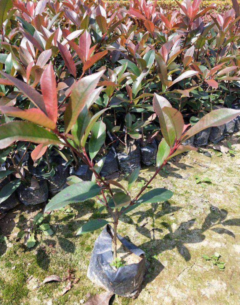 红叶石楠树苗庭院绿化苗火焰红四季常青绿篱植物