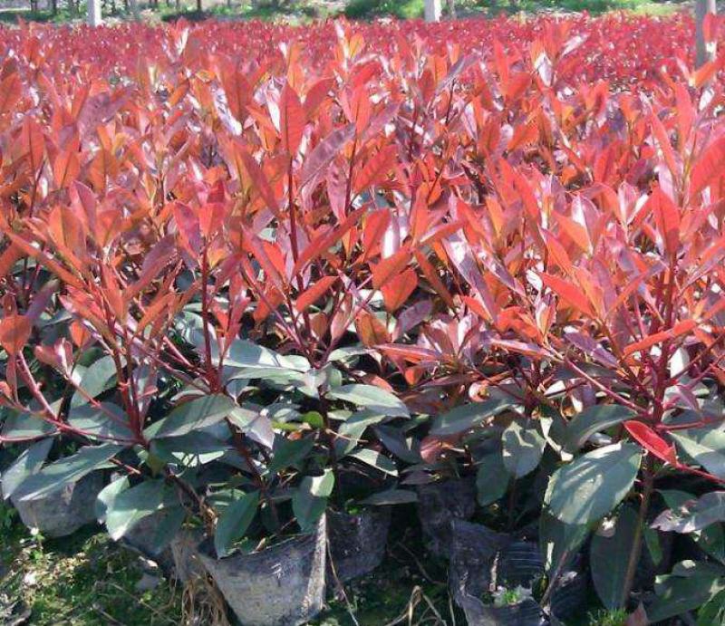 红叶石楠树苗庭院绿化苗火焰红四季常青绿篱植物