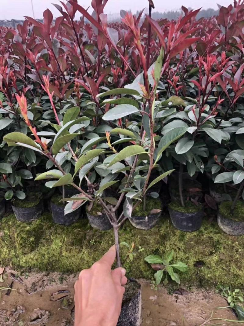 红叶石楠树苗庭院绿化苗火焰红四季常青绿篱植物