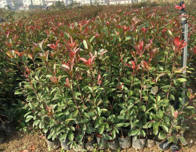 红叶石楠树苗庭院绿化苗火焰红四季常青绿篱植物