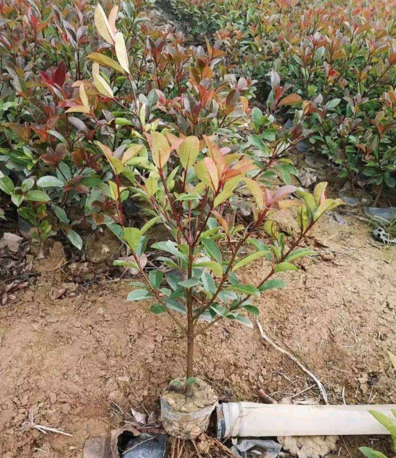 红叶石楠树苗庭院绿化苗火焰红四季常青绿篱植物