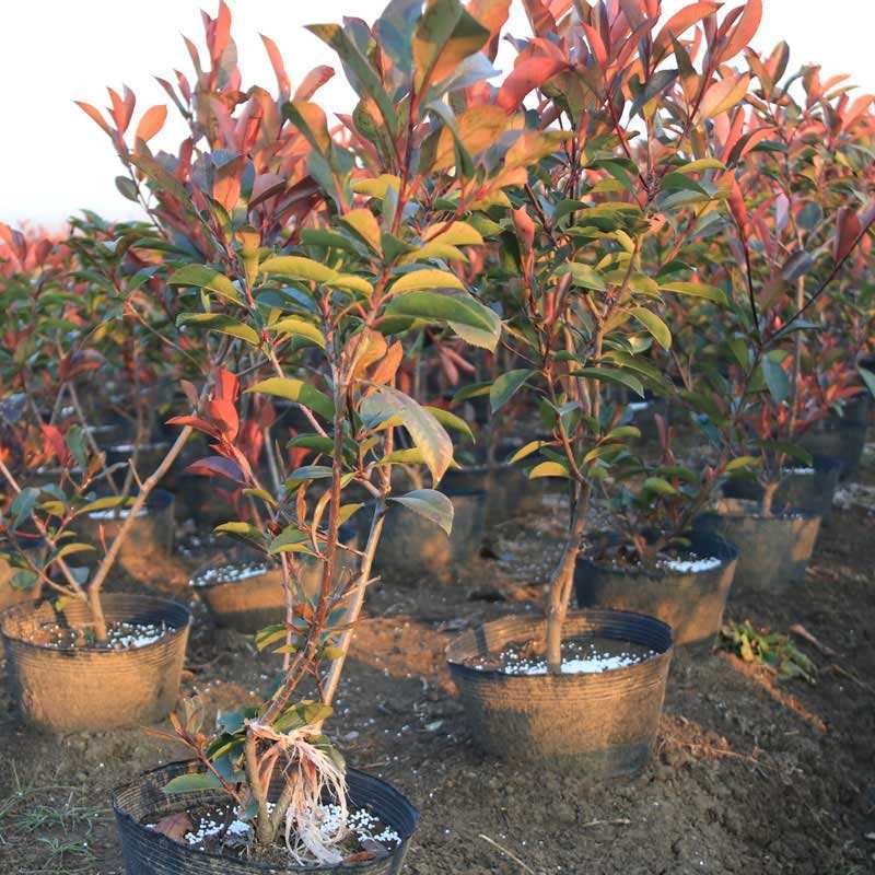 红叶石楠树苗庭院绿化苗火焰红四季常青绿篱植物