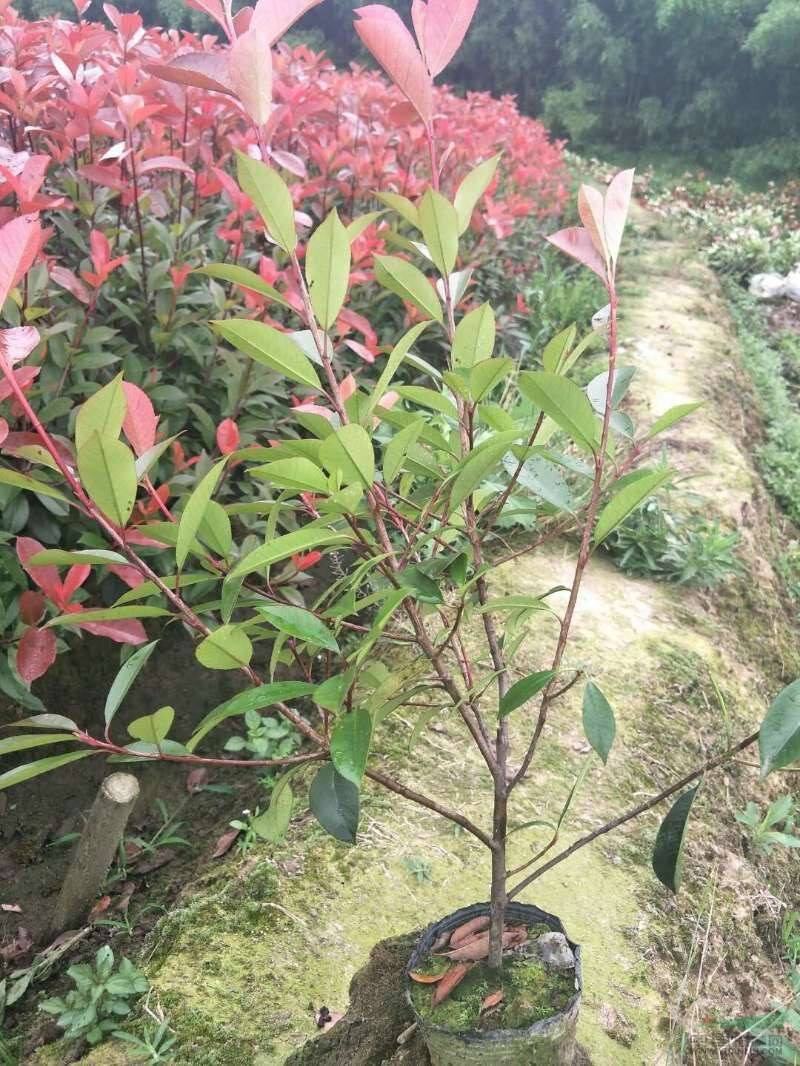 红叶石楠树苗庭院绿化苗火焰红四季常青绿篱植物