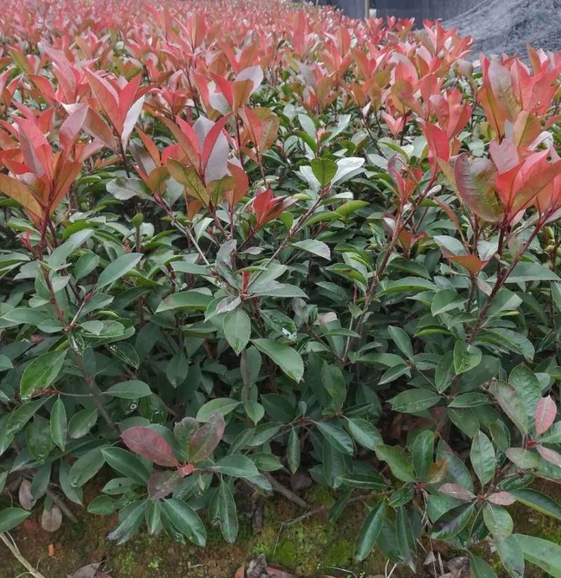 红叶石楠树苗庭院绿化苗火焰红四季常青绿篱植物