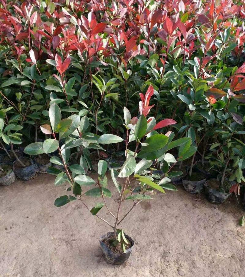 红叶石楠树苗庭院绿化苗火焰红四季常青绿篱植物