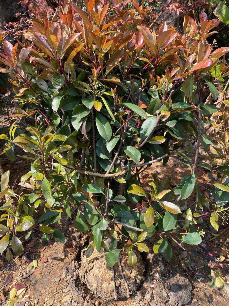 红叶石楠树苗庭院绿化苗火焰红四季常青绿篱植物