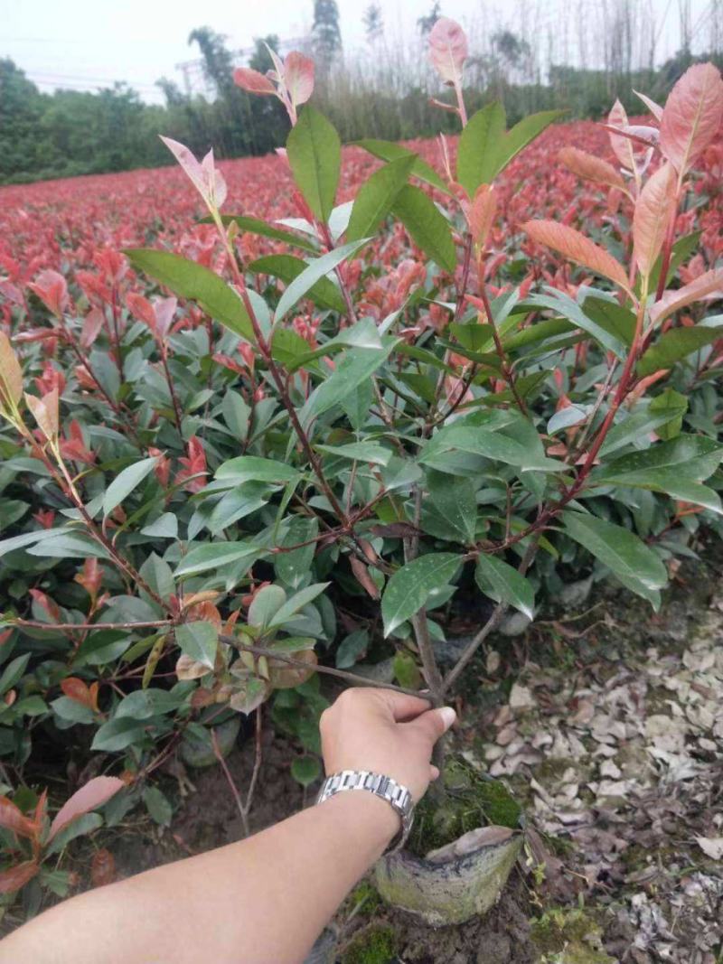 红叶石楠树苗庭院绿化苗火焰红四季常青绿篱植物