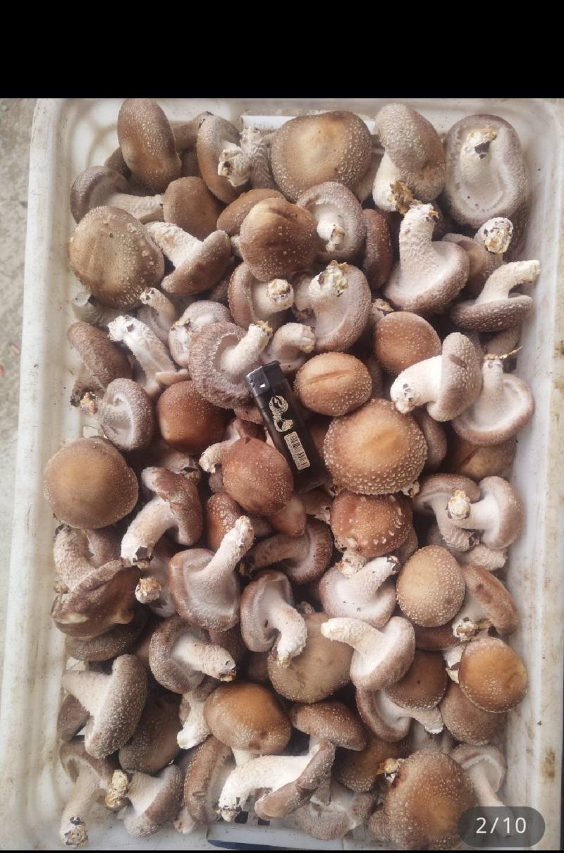 0912鲜香菇硬质菇