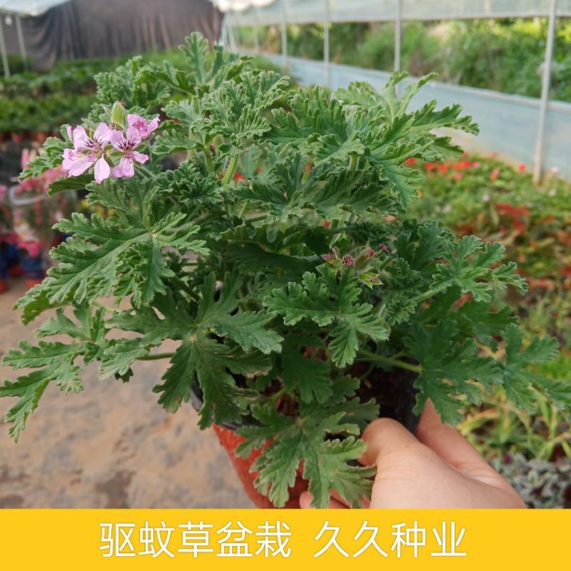 驱蚊草盆栽花卉室内外庭院防虫驱蚊草苗四季好养桌摆绿植夏季