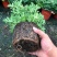 驱蚊草盆栽花卉室内外庭院防虫驱蚊草苗四季好养桌摆绿植夏季