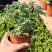 驱蚊草盆栽花卉室内外庭院防虫驱蚊草苗四季好养桌摆绿植夏季