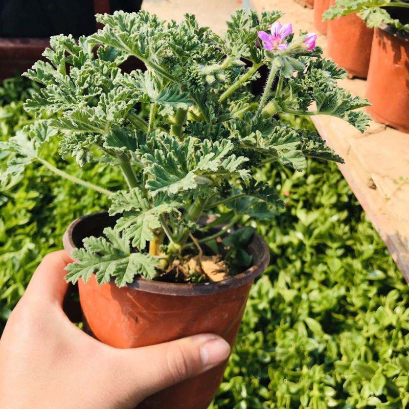 驱蚊草盆栽花卉室内外庭院防虫驱蚊草苗四季好养桌摆绿植夏季