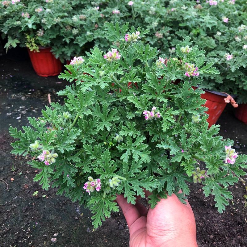 驱蚊草盆栽花卉室内外庭院防虫驱蚊草苗四季好养桌摆绿植夏季