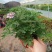 驱蚊草盆栽花卉室内外庭院防虫驱蚊草苗四季好养桌摆绿植夏季