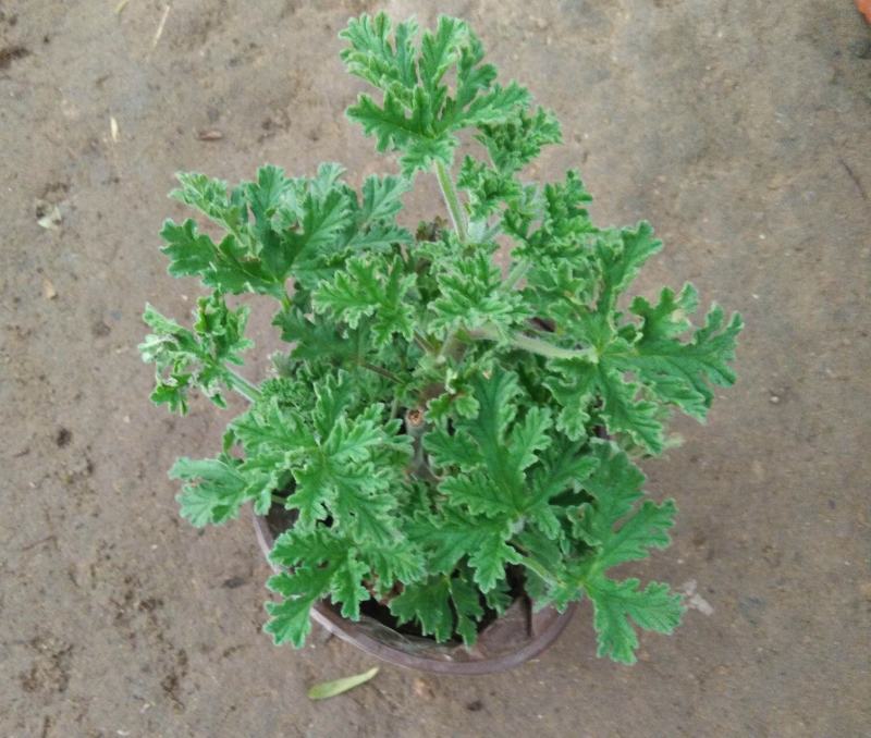 驱蚊草盆栽花卉室内外庭院防虫驱蚊草苗四季好养桌摆绿植夏季