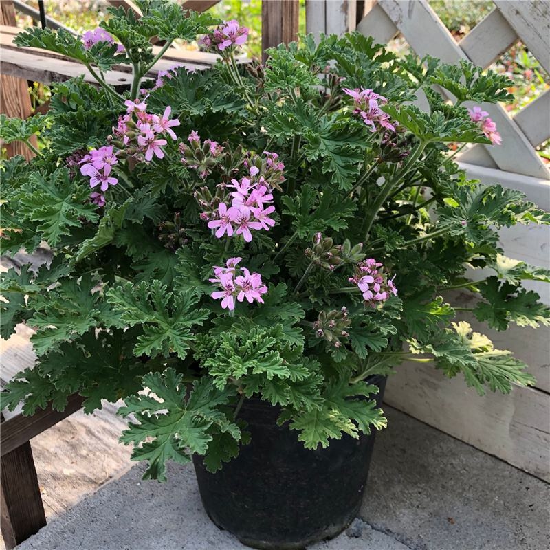 驱蚊草盆栽花卉室内外庭院防虫驱蚊草苗四季好养桌摆绿植夏季