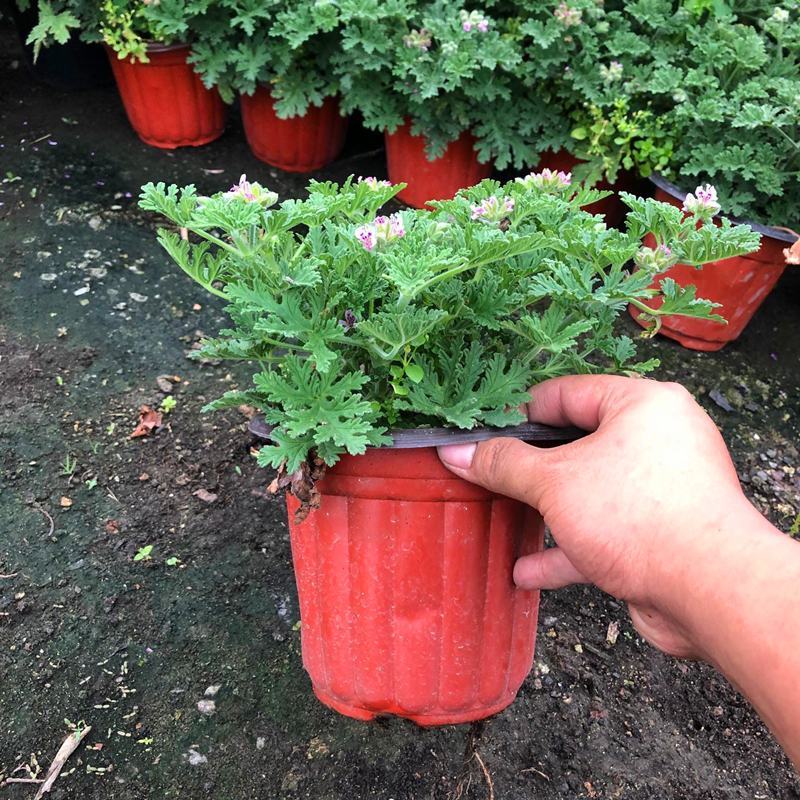 驱蚊草盆栽花卉室内外庭院防虫驱蚊草苗四季好养桌摆绿植夏季