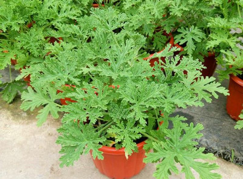 驱蚊草盆栽花卉室内外庭院防虫驱蚊草苗四季好养桌摆绿植夏季