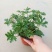 驱蚊草盆栽花卉室内外庭院防虫驱蚊草苗四季好养桌摆绿植夏季