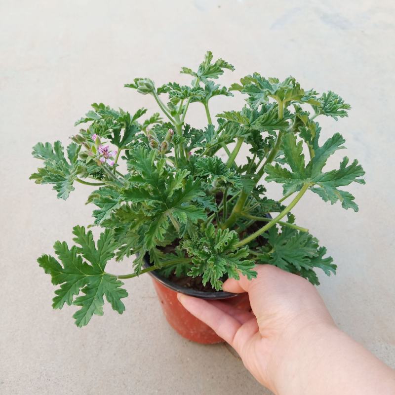 驱蚊草盆栽花卉室内外庭院防虫驱蚊草苗四季好养桌摆绿植夏季
