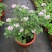 驱蚊草盆栽花卉室内外庭院防虫驱蚊草苗四季好养桌摆绿植夏季