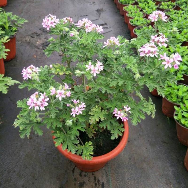 驱蚊草盆栽花卉室内外庭院防虫驱蚊草苗四季好养桌摆绿植夏季
