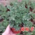 驱蚊草盆栽花卉室内外庭院防虫驱蚊草苗四季好养桌摆绿植夏季