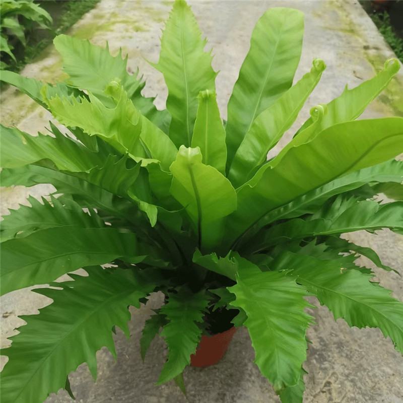 鸟巢蕨室内四季常青蕨类植物富贵蕨喜阴好养耐寒盆栽