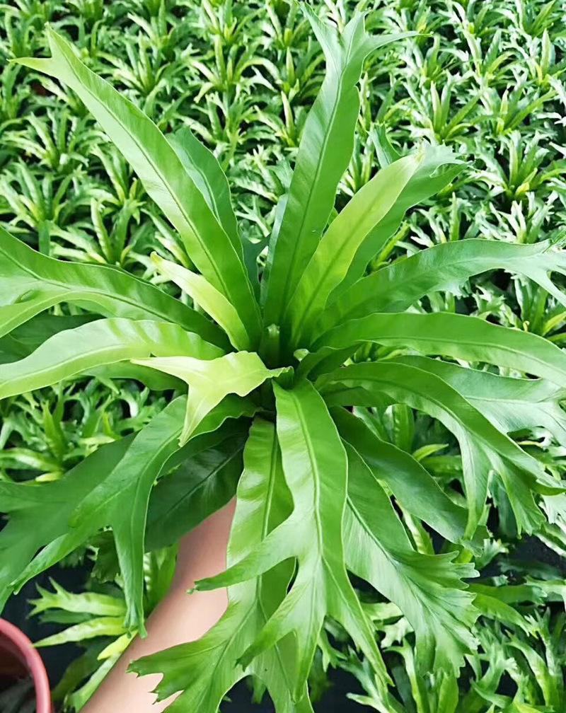 鸟巢蕨室内四季常青蕨类植物富贵蕨喜阴好养耐寒盆栽