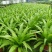鸟巢蕨室内四季常青蕨类植物富贵蕨喜阴好养耐寒盆栽
